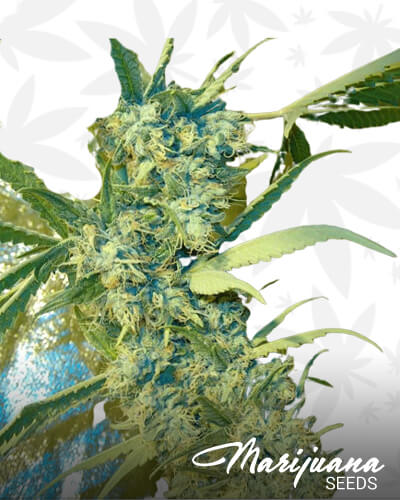 Ghost Train Haze X Bruce Banner 3 X Girl Scout Cookie 1
