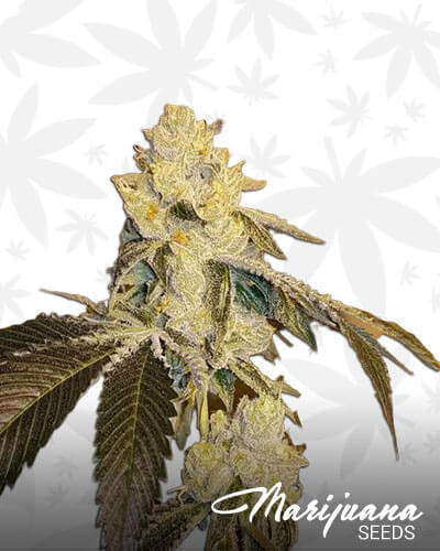 GhostHawg OG Kush