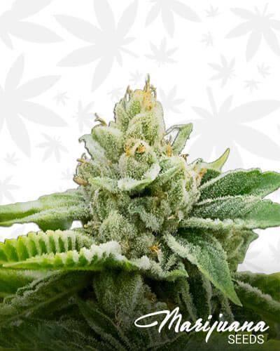 GhostPhish OG