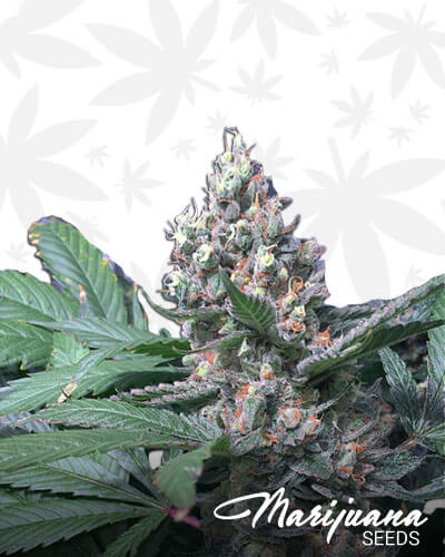 GhostRyder OG