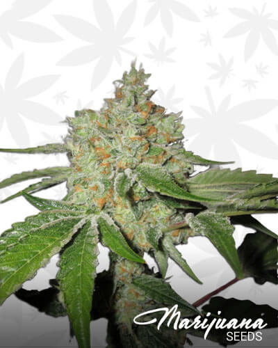 Ghostrider OG