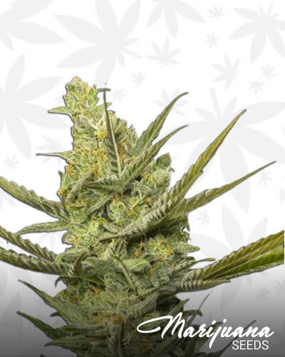 Gipsy Haze