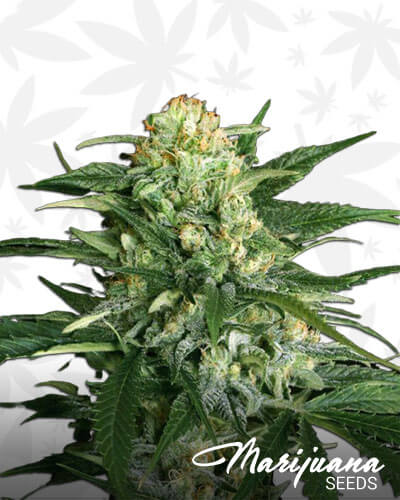 Gipsy Widow