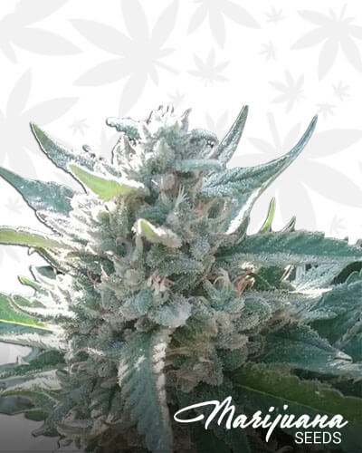 Girl Scout Cookies BX1