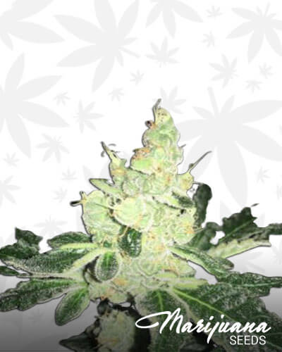 Girl Scout Cookies Forum Cookies