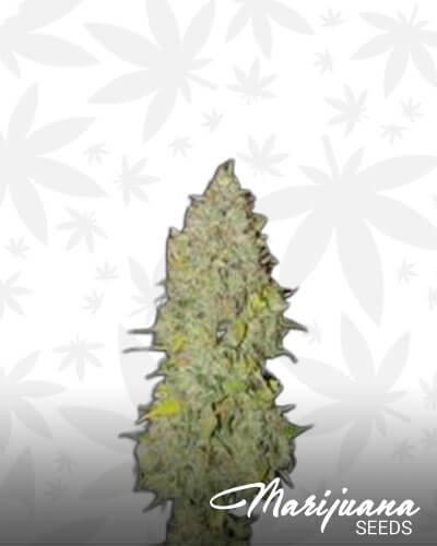 Girl Scout Cookies Twister