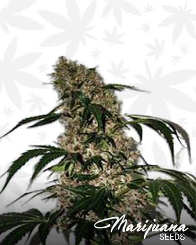 Girl Scout Cookies XTRM