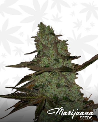 Girl Scout Haze Cookies