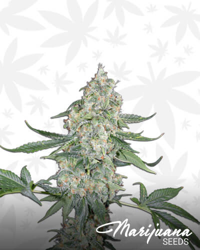 Girl Scout Kush