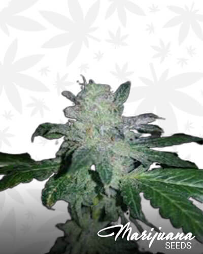 Gizmo Strain