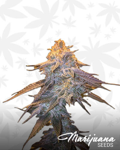Gizmo OG