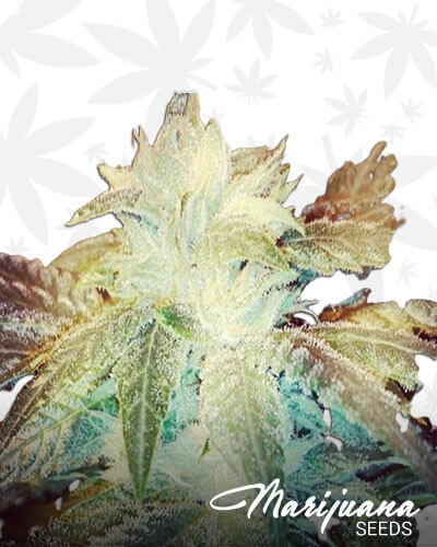 Glacier OG