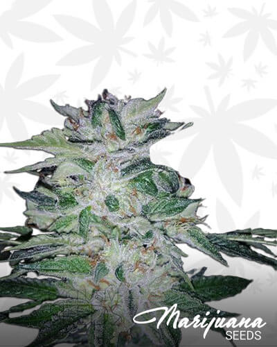 Glaucoma OG
