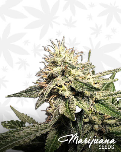 Glue 75