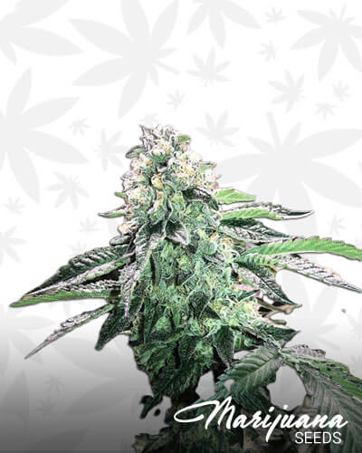 Glue 87 5