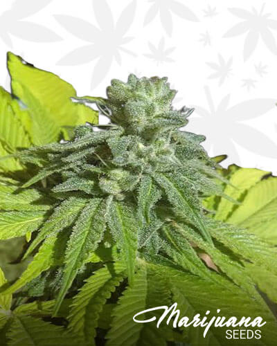 Glue Cookies