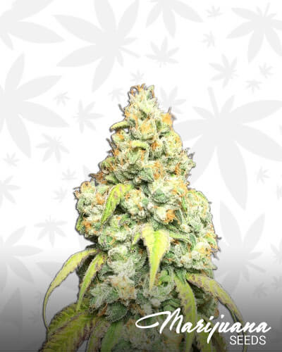 Glue Fire OG