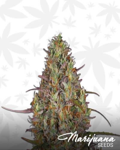 Glue Gelato Auto