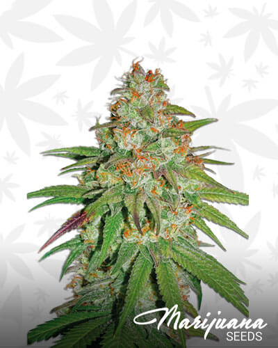 Glueberry OG