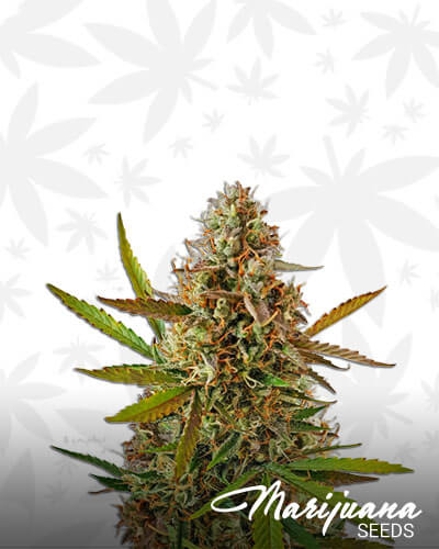 Glueberry