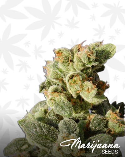 Gnomo Aka Gnomo Auto