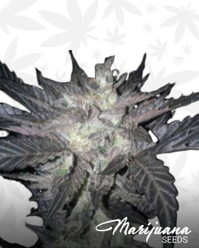 Goat Scout Cookies