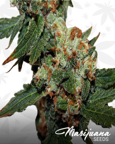 GoatWreck Haze