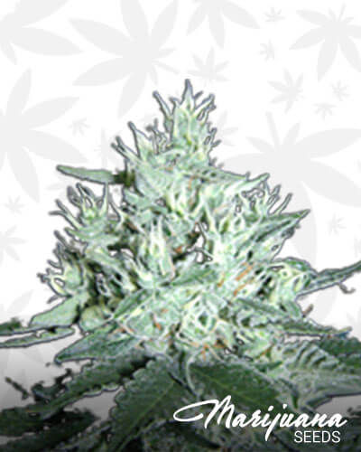 Goddess OG Aka Goddess Kush