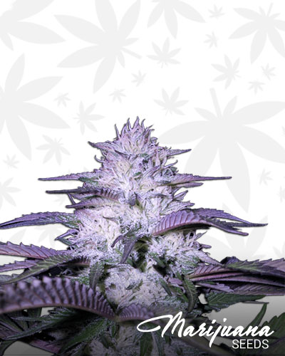 Godfather Kush
