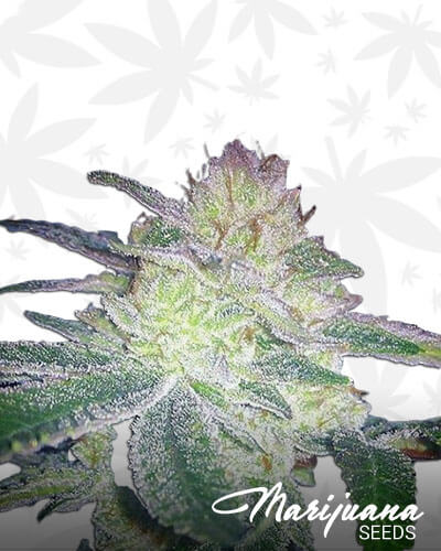 Godzilla Glue 44