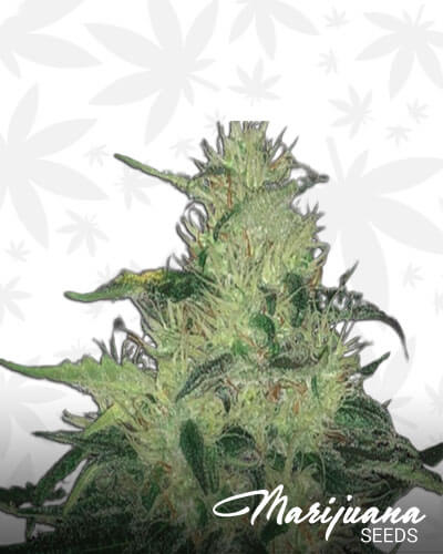 Godzilla Glue Auto
