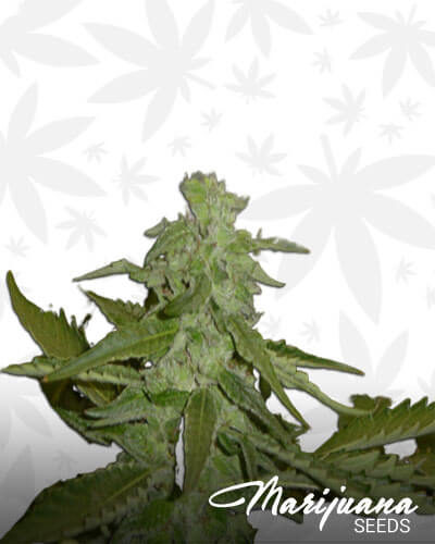 God’s AK 47