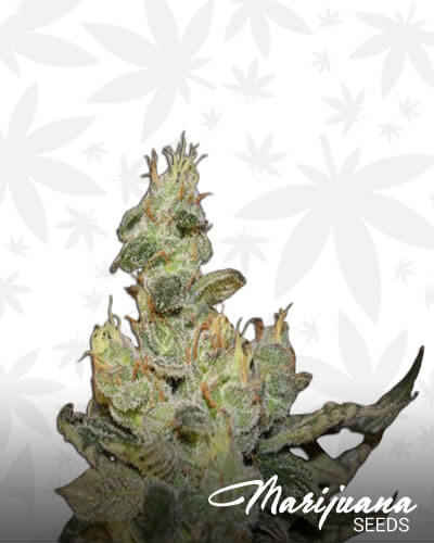 God’s Lemon Skunk