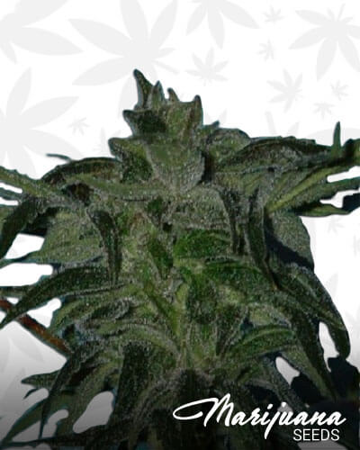 God’s OG Kush