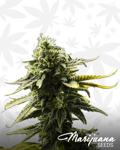 Goji DC