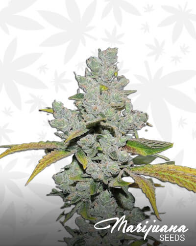 Goji Ghost Og