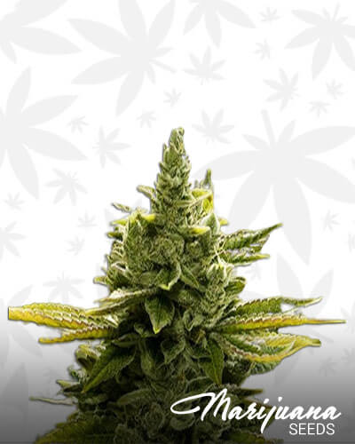 Goji Glue