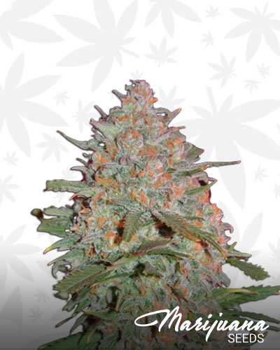 Goji Haze