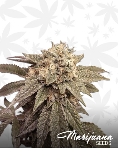 Goji Purple Fire Thai