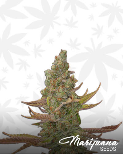 Goji Trip OG