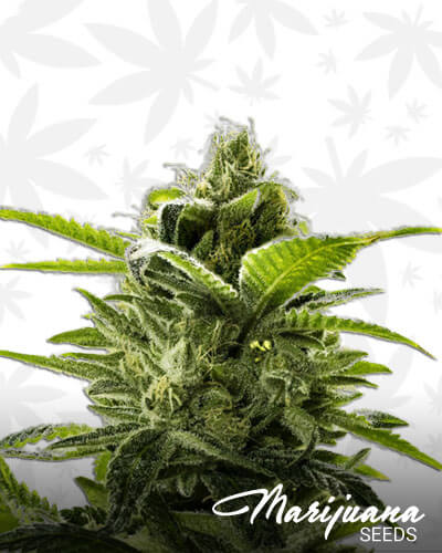 Goji Valley Kush