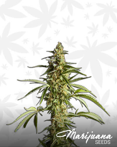 Gokunk Aka Philo Skunk