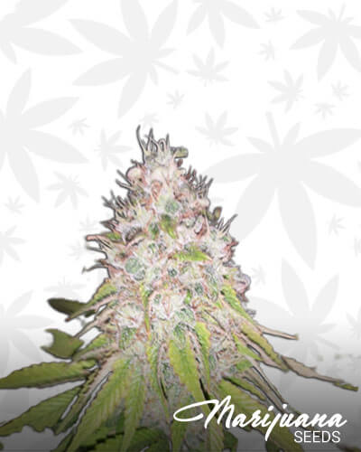 Gold Bar Kush