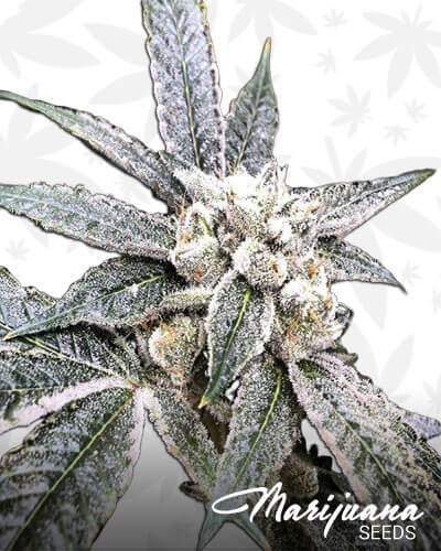 Golden Berry