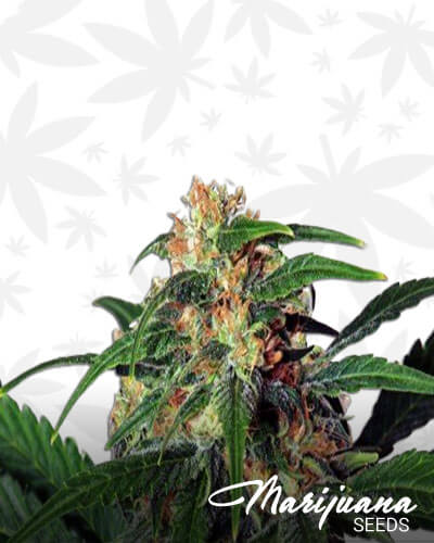 Golden Cookies