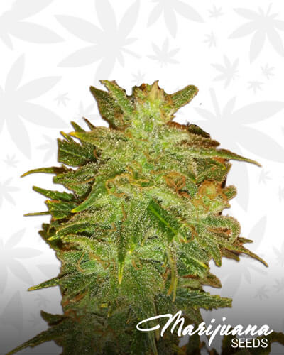 Golden Goat x Creamsicle