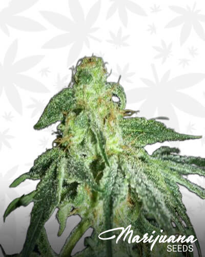Golden Kush