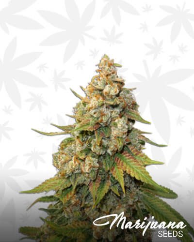 Golden Lemon Haze