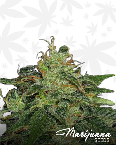 Golden SAGE