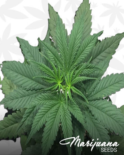 Golden Sativa
